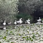 Laghi Di Di Licinia E Mario Apartman