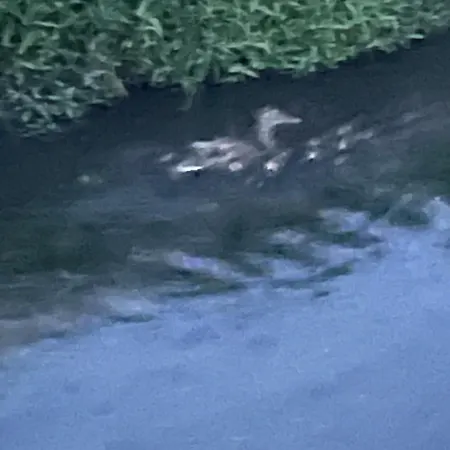 Laghi Di Di Licinia E Mario Asso