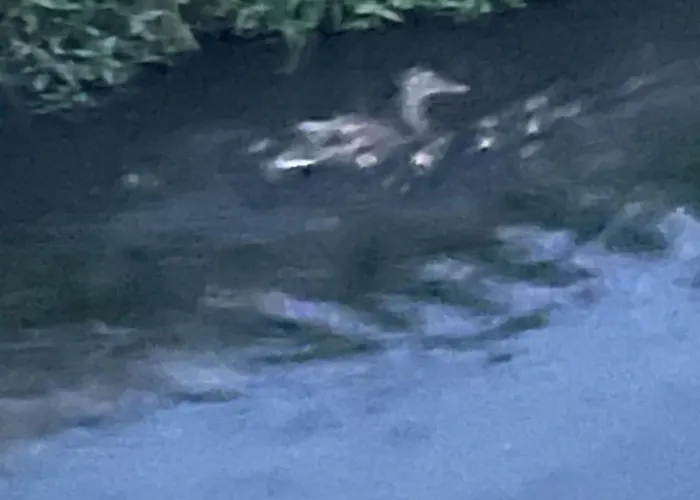 Laghi Di Di Licinia E Mario Asso