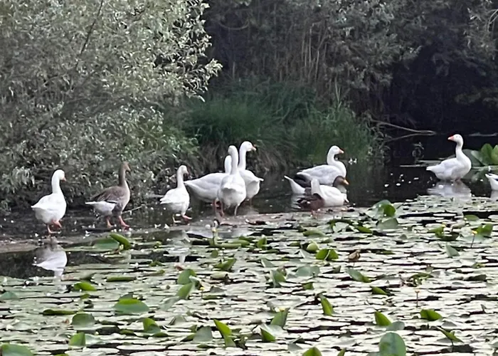 Laghi Di Di Licinia E Mario 公寓