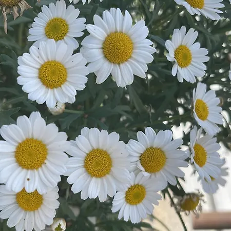 Laghi Di Di Licinia E Mario Διαμέρισμα