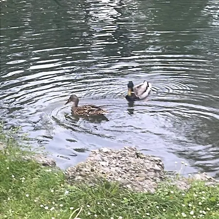 Laghi Di Di Licinia E Mario *