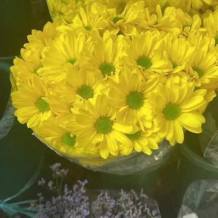 Laghi Di Di Licinia E Mario * Asso